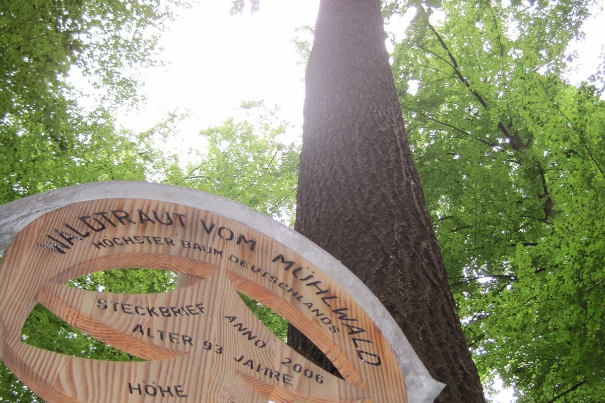 🌲 발트라우트 폼 뮐발트 - 독일 최고(最高) 나무 (Waldtraut vom Mühlwald - Höchster Baum Deutschlands)